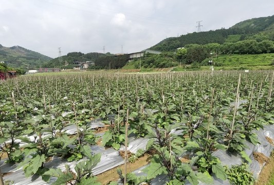 延平蔬菜基地