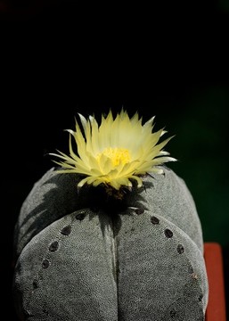仙人球開花