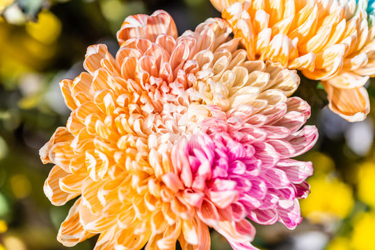 公園里的七彩菊花特寫