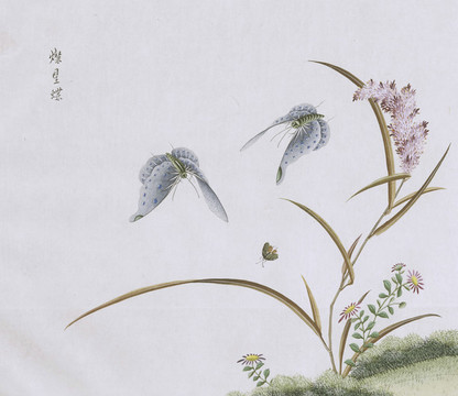 燦星蝶蟲(chóng)草國(guó)畫(huà)小品