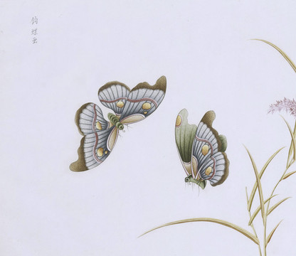 鉤蝶蟲草國(guó)畫小品