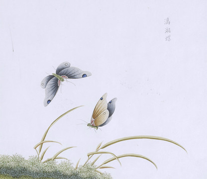 萬(wàn)湘蝶蟲(chóng)草國(guó)畫(huà)小品