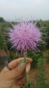 勝紅薊花