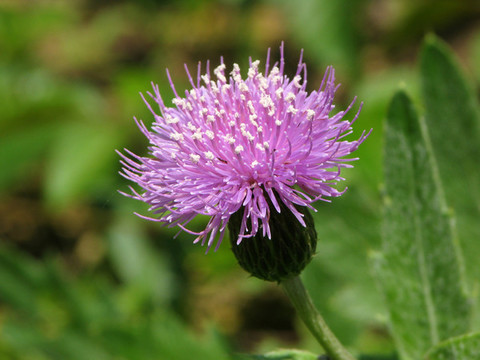 刺兒菜的開(kāi)花期