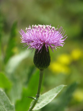 刺兒菜的開(kāi)花期