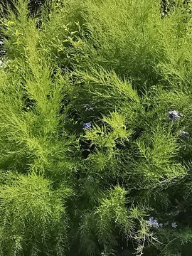 綠葉電腦壁紙
