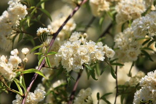 木香花