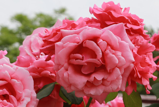 月季花