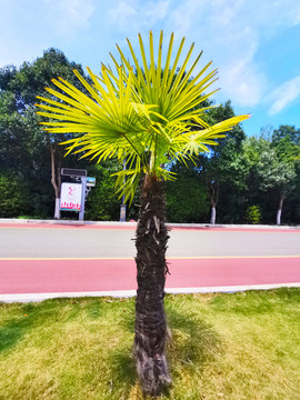 棕櫚樹(shù)特寫(xiě)