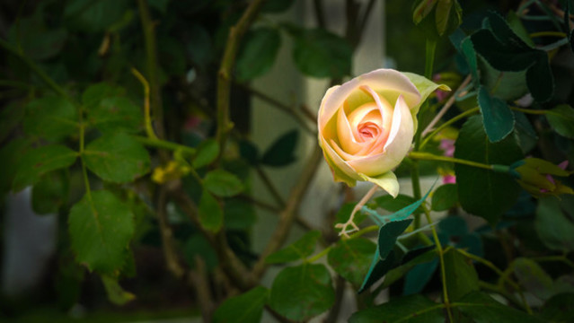 月季花開