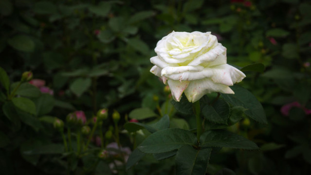 月季花