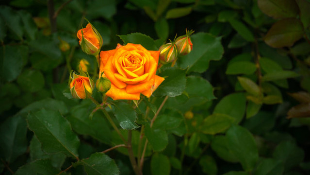 月季花開