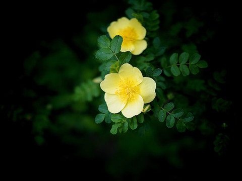 刺薔薇