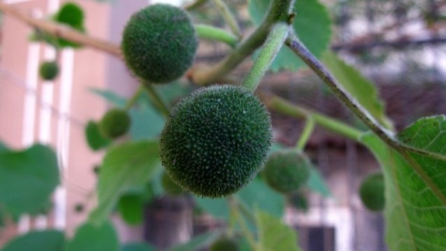 構(gòu)樹