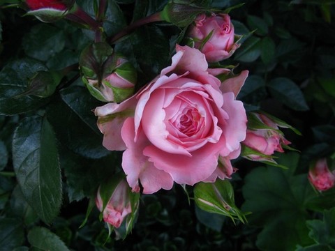 月季花
