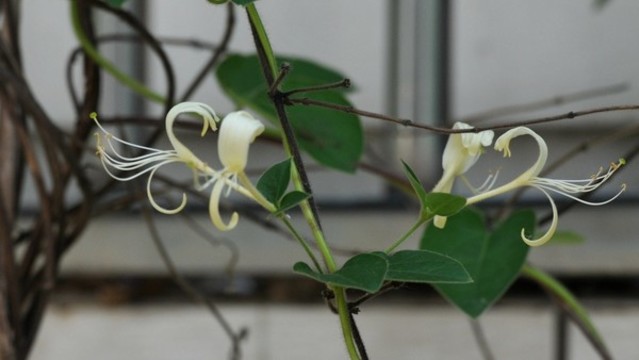 金銀花