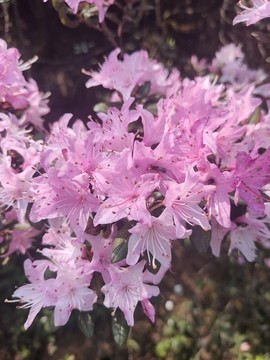 野花杜鵑花