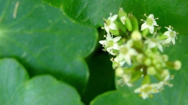 銅錢(qián)草