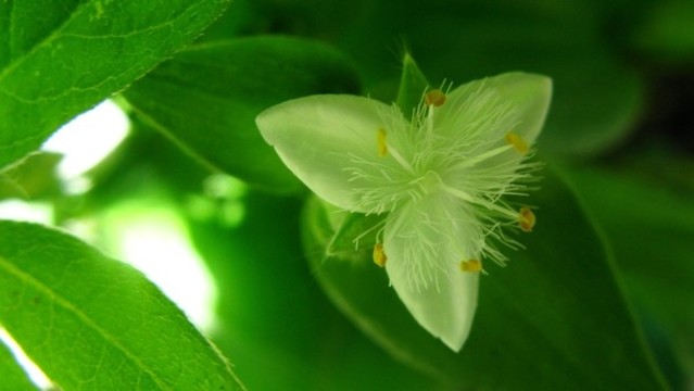 白花紫露草