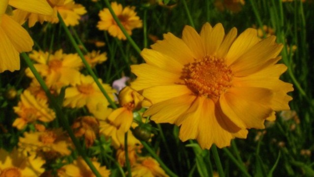金雞菊