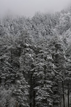 雪山冷杉