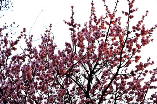 花卉