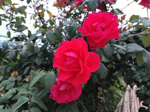 三朵玫瑰花