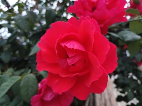 紅色月季花