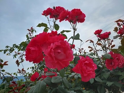 玫瑰花