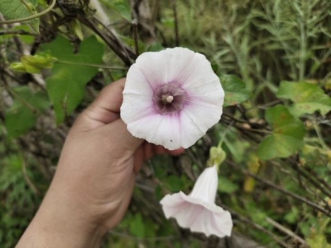喇叭花