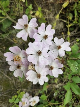 薔薇花