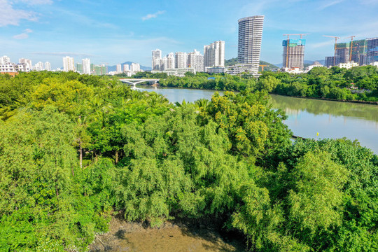 航拍海南三亞河畔紅樹林公園