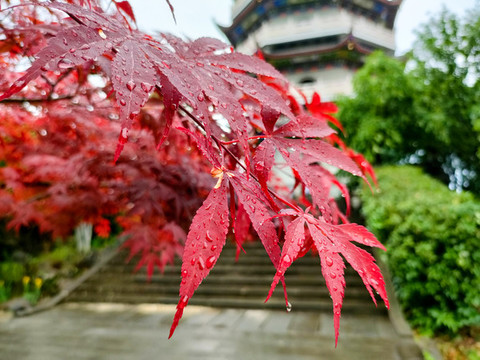 楓葉