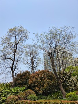 景觀園林樹木