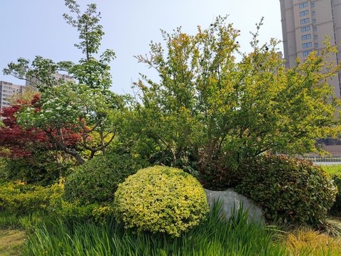 園林景觀紅楓石楠花