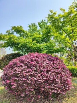 紅花檵木園林景觀