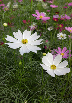 波斯菊