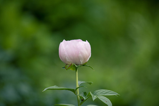 粉色芍藥
