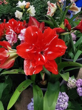 一朵紅花