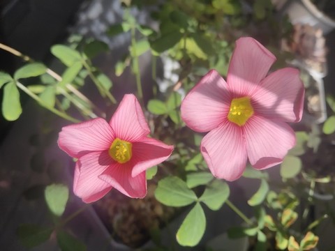酢漿草粉色花朵夢(mèng)幻感氛圍感