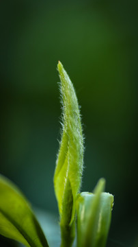 茶葉