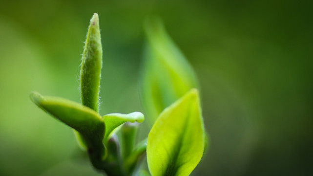 茶葉