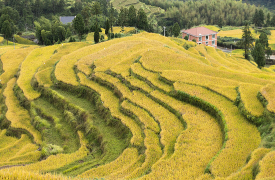 農(nóng)村金色稻田梯田