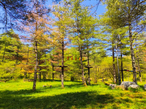 紅池壩松樹林