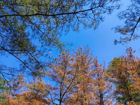 紅池壩松樹林