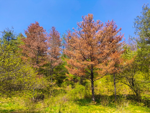 紅池壩松樹林