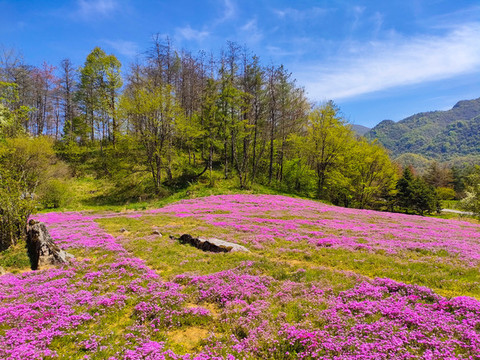芝櫻花