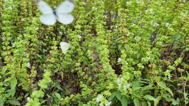 蝶戀花