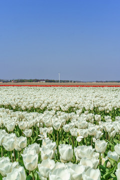 荷蘭郁金香花田風(fēng)景