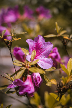 紫色杜鵑花